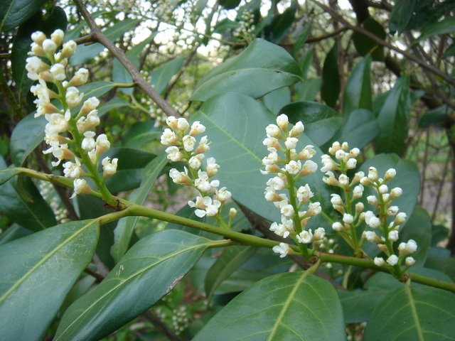 Prunus laurocerasus 'Schipkaensis' P1B P30